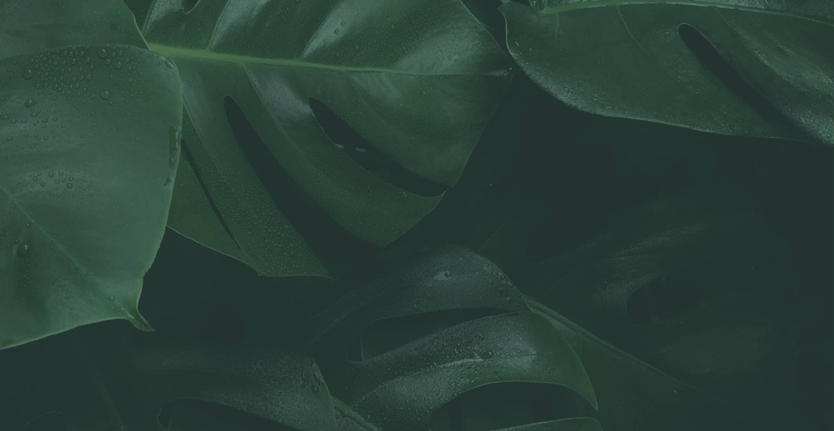 Lush tropical foliage and greenery